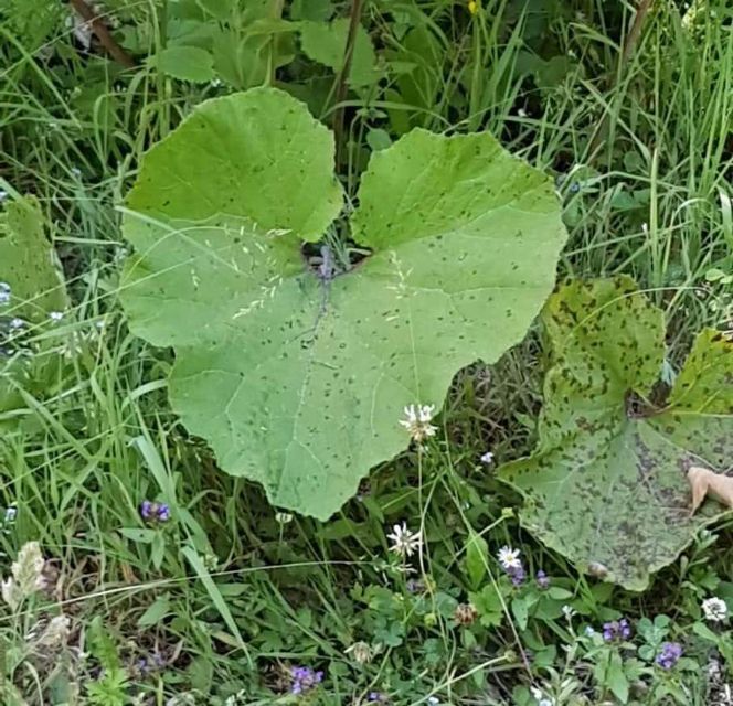 hart-in-de-natuur