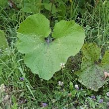 Hart in de  natuur