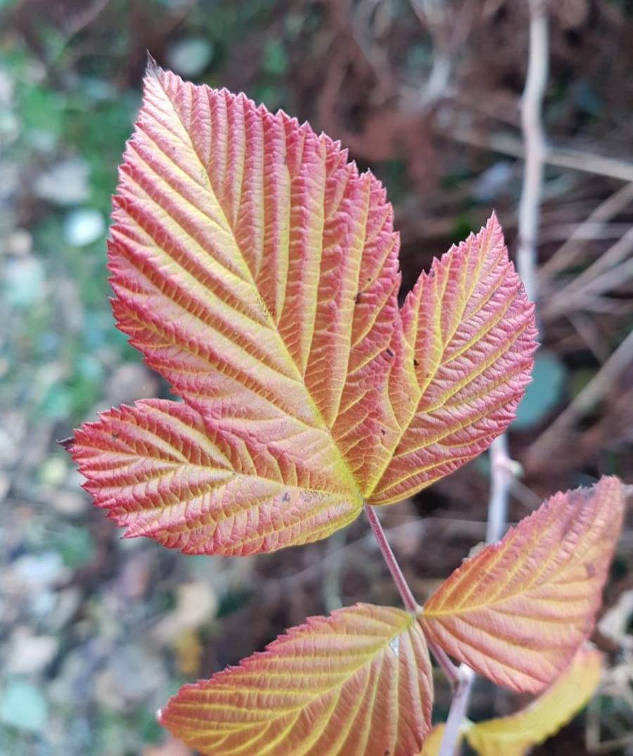 herfst-savita